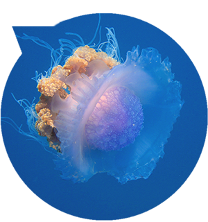 image-meduse