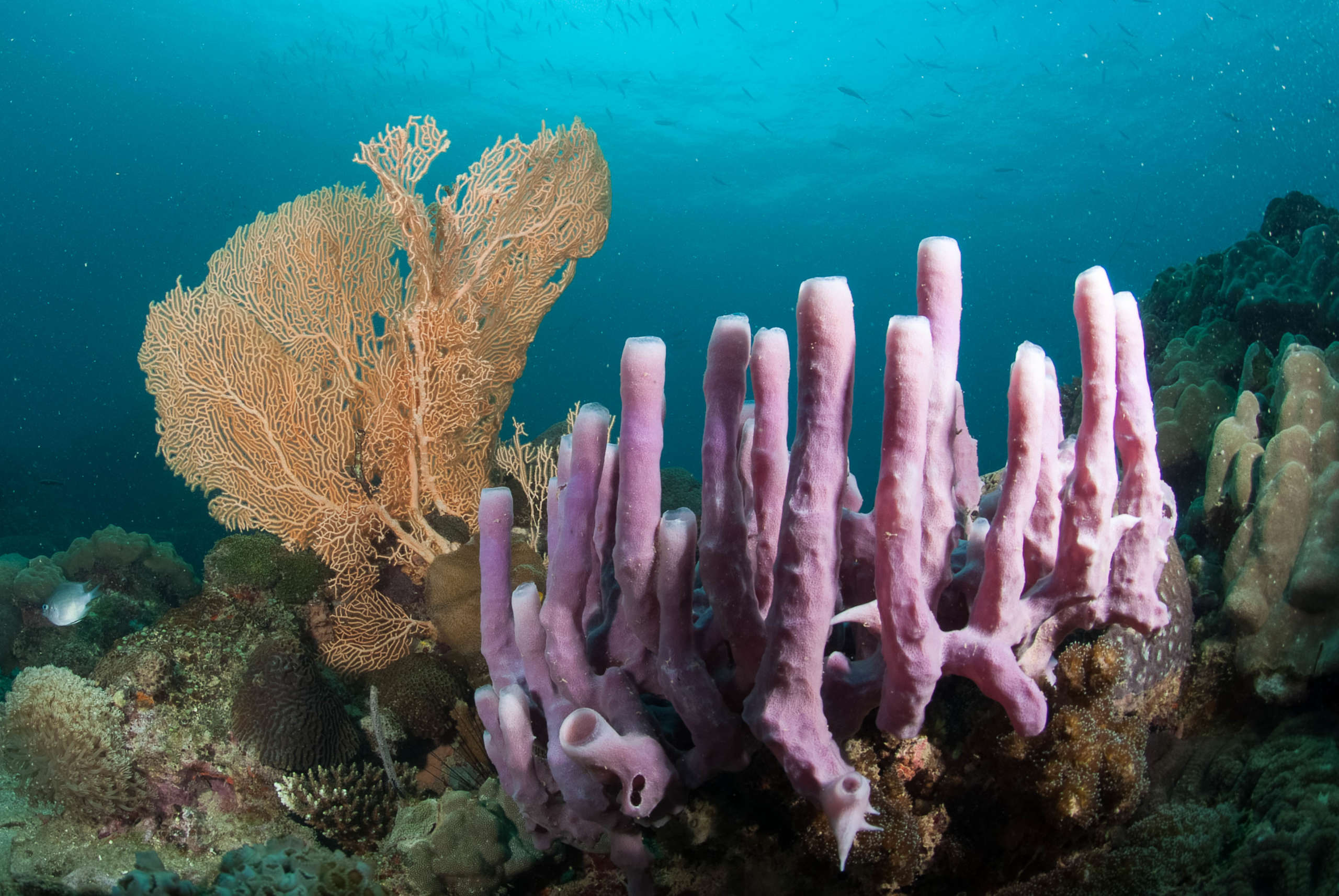 Récifs coralliens de MADAGASCAR