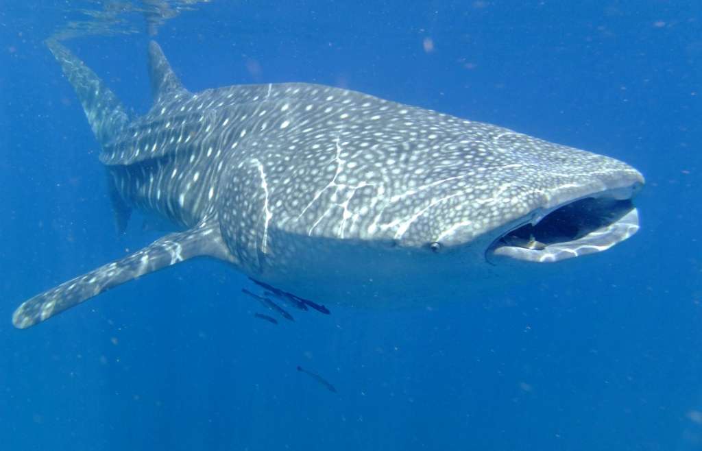 Le Plus Gros Poisson Du Monde Menabe Plongee