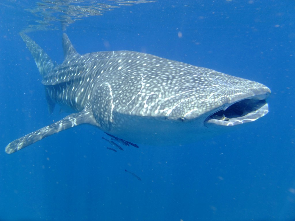 LE PLUS GROS POISSON DU MONDE Menabe Plongée
