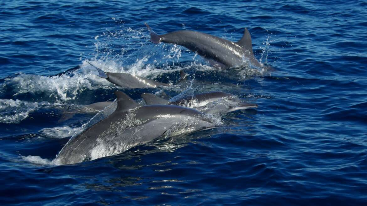 Rencontre de mammifères marins en croisière plongée.