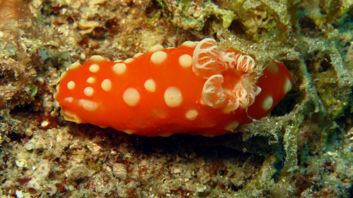 Les bijoux des mers